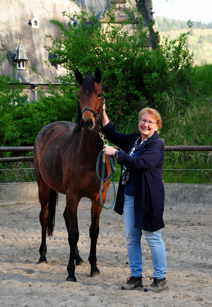 Klassic Moment v. His Moment x Freudenfest - Trakehner Gestt Hmelschenburg - Foto: Beate Langels