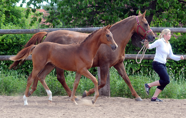 Stutfohlen von Kostolany u.d. Wendessa v. Welser, Foto: Beate Langels, Gestt Hmelschenburg