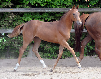 Stutfohlen von Kostolany u.d. Wendessa v. Welser, Foto: Beate Langels, Gestt Hmelschenburg