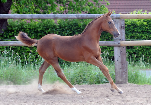 Stutfohlen von Kostolany u.d. Wendessa v. Welser, Foto: Beate Langels, Gestt Hmelschenburg