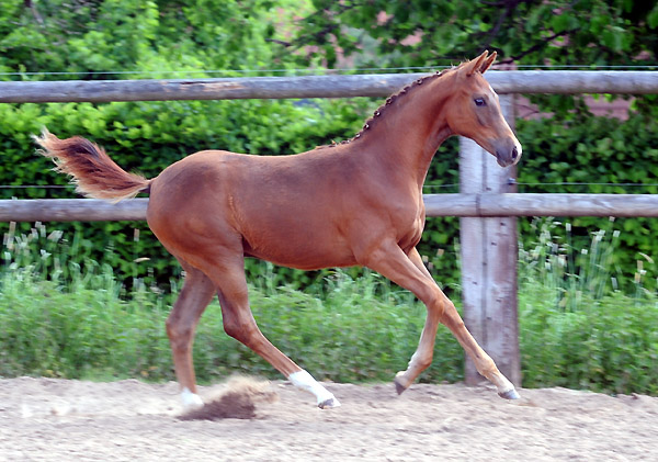 Stutfohlen von Kostolany u.d. Wendessa v. Welser, Foto: Beate Langels, Gestt Hmelschenburg