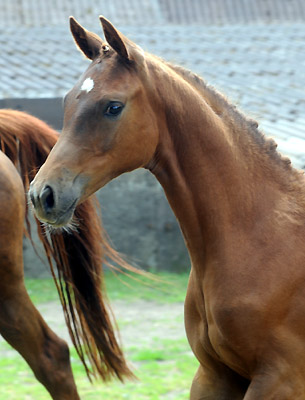 Stutfohlen von Kostolany u.d. Wendessa v. Welser, Foto: Beate Langels, Gestt Hmelschenburg