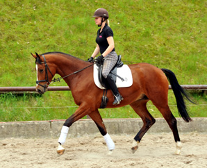 3jhriger Trakehner v. Summertime u.d. Klassic v. Freudenfest u.d. Kassuben v. Enrico Caruso - 15.05,2013 - Foto: Beate Langels - Trakehner Gestt Hmelschenburg