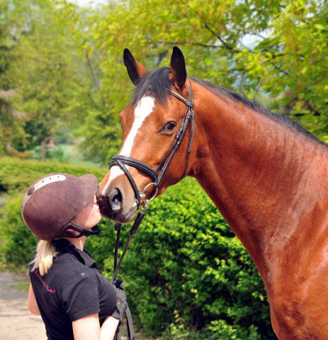 3jhriger Trakehner v. Summertime u.d. Klassic v. Freudenfest u.d. Kassuben v. Enrico Caruso - 15.05,2013 - Foto: Beate Langels - Trakehner Gestt Hmelschenburg