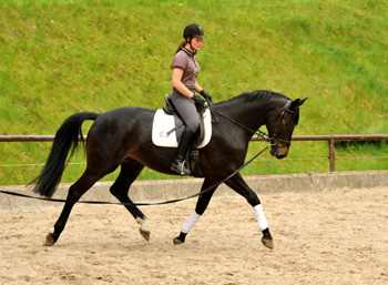 4jhriger Trakehner Wallach von Summertime u.d. Schwalbenflair v. Exclusiv, Gestt Hmelschenburg