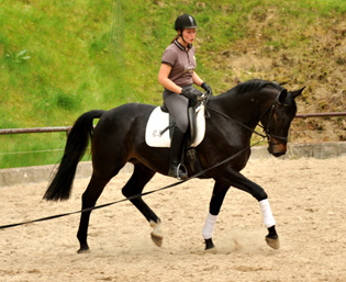 4jhriger Trakehner Wallach von Summertime u.d. Schwalbenflair v. Exclusiv, Gestt Hmelschenburg