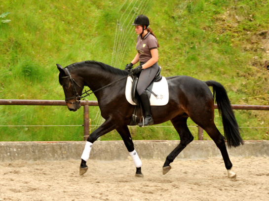 4jhriger Trakehner Wallach von Summertime u.d. Schwalbenflair v. Exclusiv, Gestt Hmelschenburg