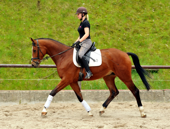 3jhriger Trakehner v. Summertime u.d. Klassic v. Freudenfest u.d. Kassuben v. Enrico Caruso - 15.05,2013 - Foto: Beate Langels - Trakehner Gestt Hmelschenburg