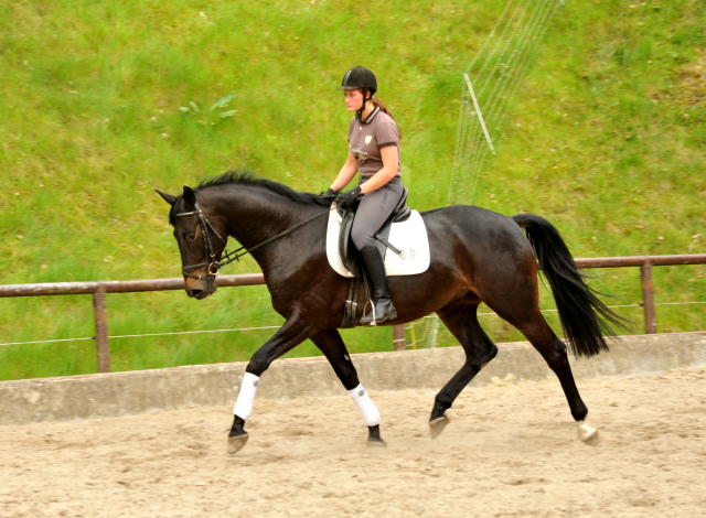 4jhriger Trakehner Wallach von Summertime u.d. Schwalbenflair v. Exclusiv, Gestt Hmelschenburg