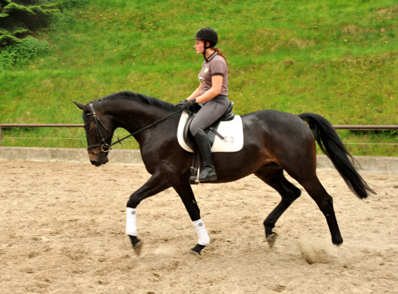 4jhriger Trakehner Wallach von Summertime u.d. Schwalbenflair v. Exclusiv, Gestt Hmelschenburg