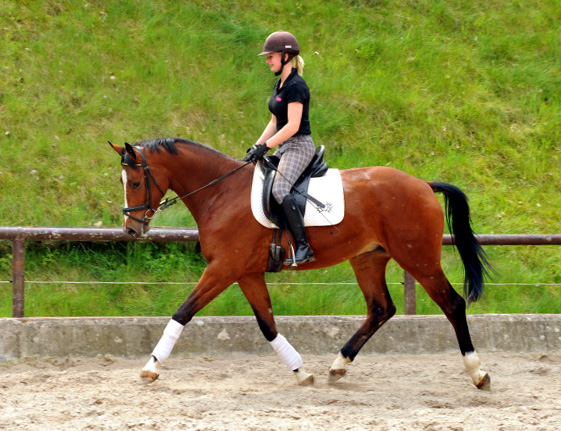 3jhriger Trakehner v. Summertime u.d. Klassic v. Freudenfest u.d. Kassuben v. Enrico Caruso - 15.05,2013 - Foto: Beate Langels - Trakehner Gestt Hmelschenburg