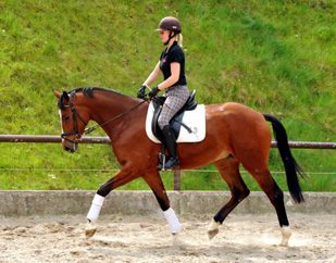 3jhriger Trakehner v. Summertime u.d. Klassic v. Freudenfest u.d. Kassuben v. Enrico Caruso - 15.05,2013 - Foto: Beate Langels - Trakehner Gestt Hmelschenburg