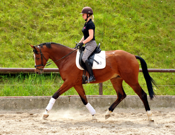 3jhriger Trakehner v. Summertime u.d. Klassic v. Freudenfest u.d. Kassuben v. Enrico Caruso - 15.05,2013 - Foto: Beate Langels - Trakehner Gestt Hmelschenburg