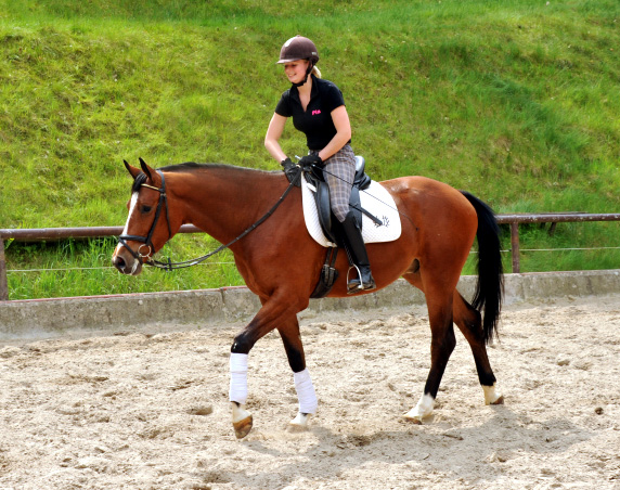 3jhriger Trakehner v. Summertime u.d. Klassic v. Freudenfest u.d. Kassuben v. Enrico Caruso - 15.05,2013 - Foto: Beate Langels - Trakehner Gestt Hmelschenburg