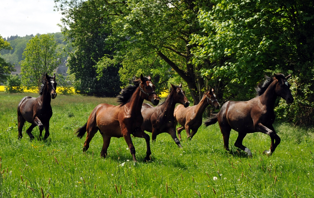 Hmelschenburg - 15. Mai 2015 - Foto Beate Langels - Gestt Hmelschenburg