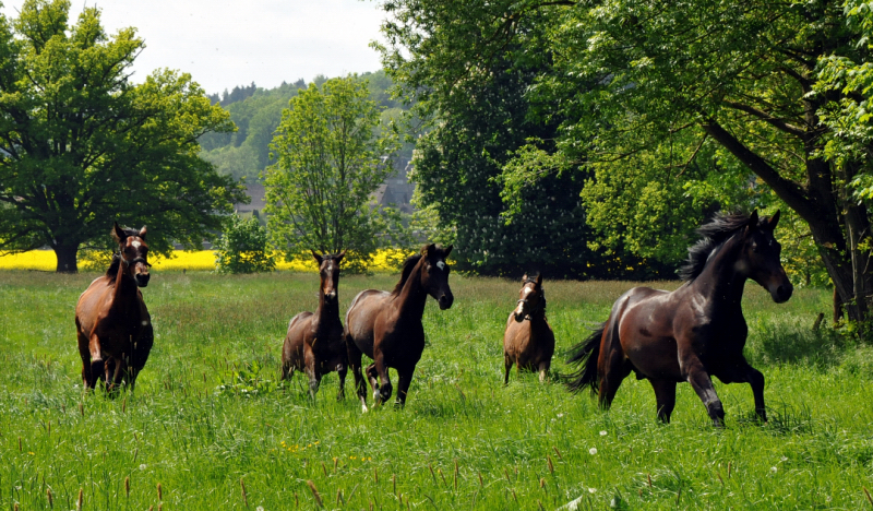 Hmelschenburg - 15.Mai 2015 - Foto Beate Langels - Gestt Hmelschenburg