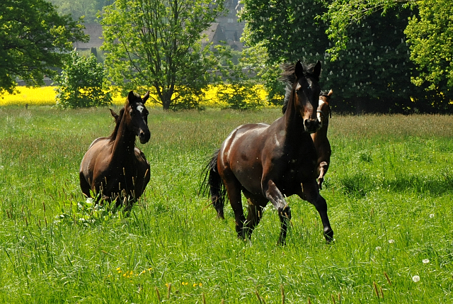 Hmelschenburg - 15. Mai 2015 - Foto Beate Langels - Gestt Hmelschenburg