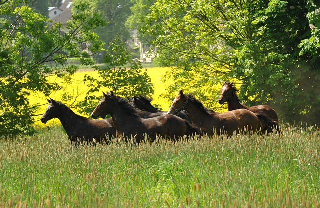 Hmelschenburg - 15. Mai 2015 - Foto Beate Langels - Gestt Hmelschenburg