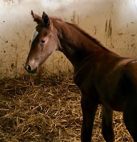 Hengstfohlen von High Motion x Wolkentanz - Foto: Markus Walter