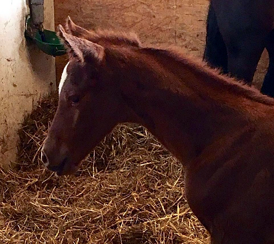 Hengstfohlen von High Motion x Wolkentanz - Foto: Markus Walter
