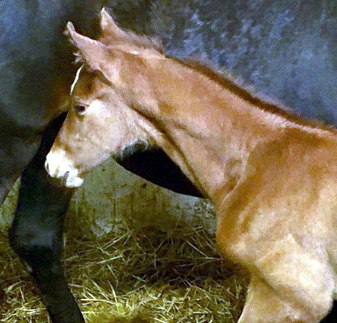 Hengstfohlen von High Motion x Wolkentanz - Foto: Markus Walter