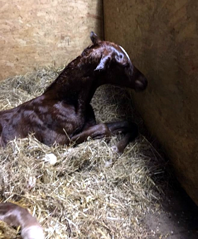 Hengstfohlen von High Motion x Wolkentanz - Foto: Markus Walter