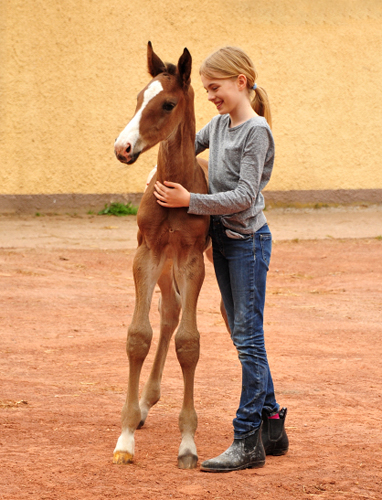 Tacyra mit Hengstfohlen von Zauberdeyk - Foto: Beate Langels