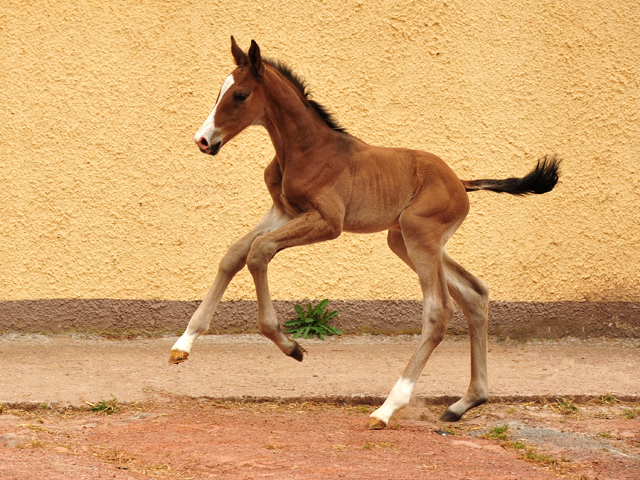 Tacyra mit Hengstfohlen von Zauberdeyk - Foto: Beate Langels