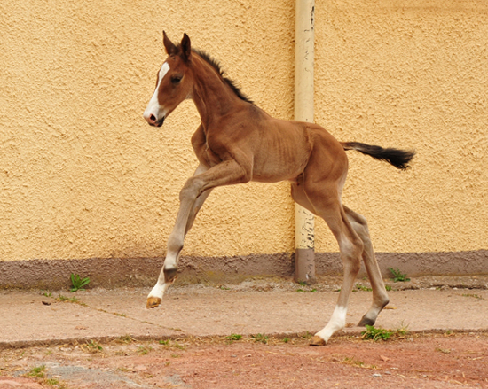 Tacyra mit Hengstfohlen von Zauberdeyk - Foto: Beate Langels