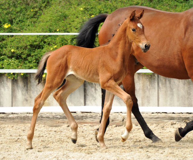 Trakehner Stutfohlen von Saint Cyr u.d. Hetti v. Exclusiv, Foto: Ursula Bremer