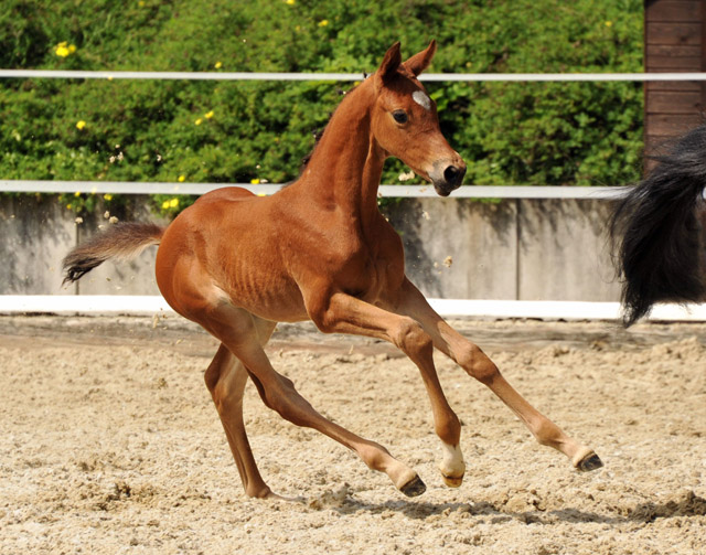 Trakehner Stutfohlen von Saint Cyr u.d. Hetti v. Exclusiv, Foto: Ursula Bremer