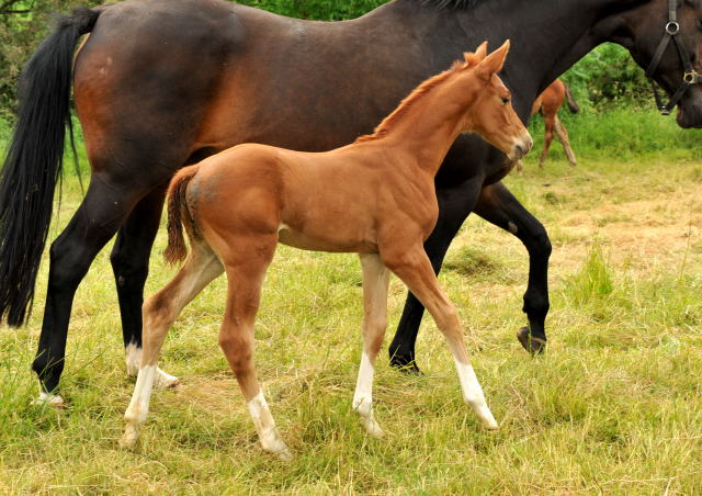 Oldenburger Stutfohlen von Shavalou  u.d. Beloved v. Kostolany - Foto: Beate Langels - Trakehner Gestt Hmelschenburg