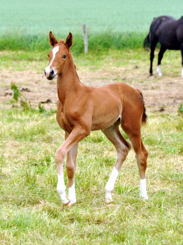 Oldenburger Stutfohlen von Shavalou  u.d. Beloved v. Kostolany - Foto: Beate Langels - Trakehner Gestt Hmelschenburg