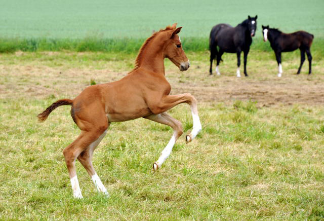 Oldenburger Stutfohlen von Shavalou  u.d. Beloved v. Kostolany - Foto: Beate Langels - Trakehner Gestt Hmelschenburg