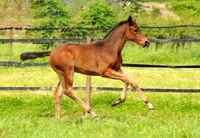 Trakehner Filly by  Oliver Twist out of Pr.u.StPrSt. Vittoria by Exclusiv - Trakehner Gestt Hmelschenburg - Foto: Beate Langels