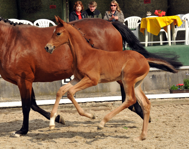 Trakehner Stutfohlen von Saint Cyr u.d. Hetti v. Exclusiv, Foto: Ursula Bremer