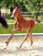 Sieger der Fohlenschau in Webelsgrund: Stutfohlen von Saint Cyr u.d. Hetti v. Exclusiv