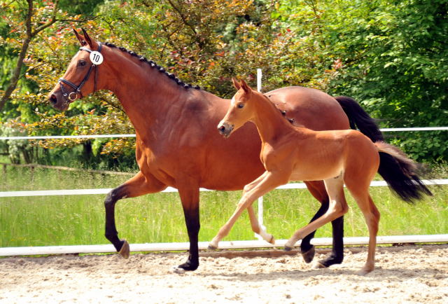 Trakehner Stutfohlen von Saint Cyr u.d. Hetti v. Exclusiv, Foto: Ursula Bremer