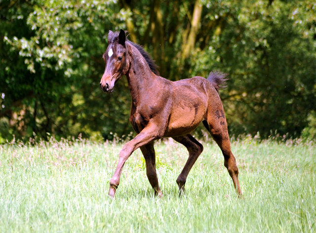 Valentine v. High Motion x Showmaster im Gestüt Hämelschenburg - Foto: Beate Langels -
Trakehner Gestüt Hämelschenburg