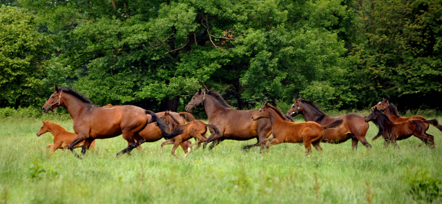 Stuten und Fohlen im Gestüt Hämelschenburg - Foto: Beate Langels -
Trakehner Gestüt Hämelschenburg