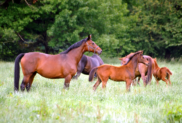 Stuten und Fohlen im Gestüt Hämelschenburg - Foto: Beate Langels -
Trakehner Gestüt Hämelschenburg