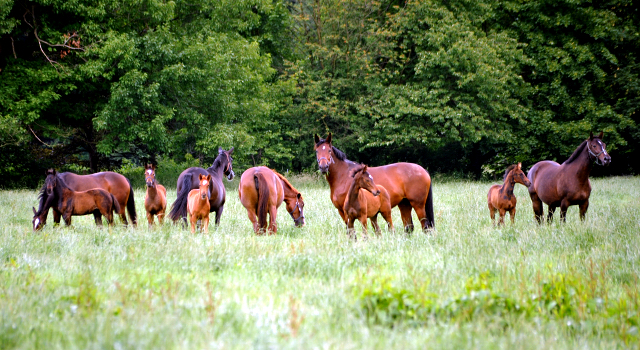 Stuten und Fohlen im Gestüt Hämelschenburg - Foto: Beate Langels -
Trakehner Gestüt Hämelschenburg