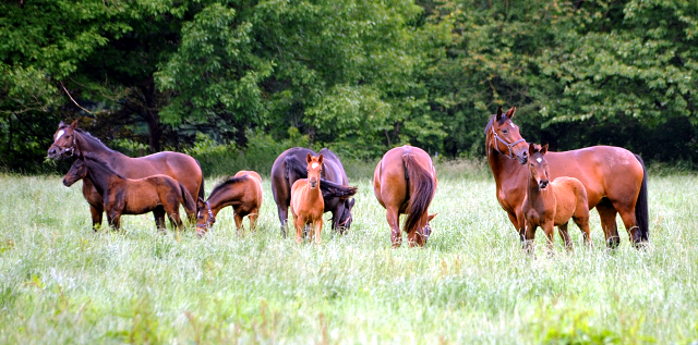 Stuten und Fohlen im Gestüt Hämelschenburg - Foto: Beate Langels -
Trakehner Gestüt Hämelschenburg