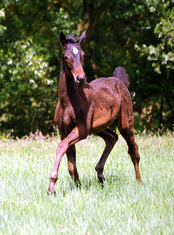 Valentine v. High Motion x Showmaster im Gestüt Hämelschenburg - Foto: Beate Langels -
Trakehner Gestüt Hämelschenburg