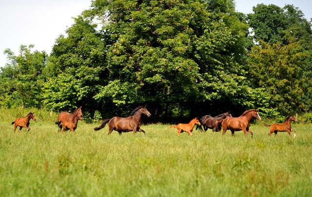 Stuten und Fohlen im Gestüt Hämelschenburg - Foto: Beate Langels -
Trakehner Gestüt Hämelschenburg