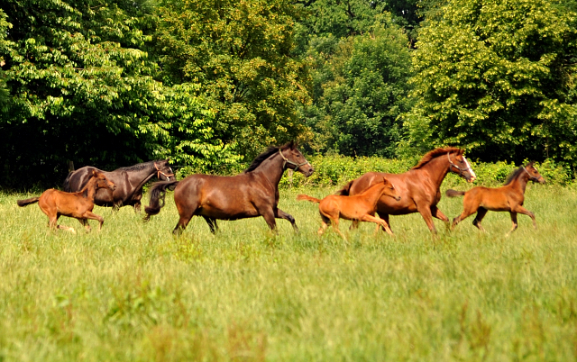 Stuten und Fohlen im Gestüt Hämelschenburg - Foto: Beate Langels -
Trakehner Gestüt Hämelschenburg