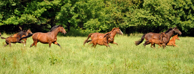 Stuten und Fohlen im Gestüt Hämelschenburg - Foto: Beate Langels -
Trakehner Gestüt Hämelschenburg