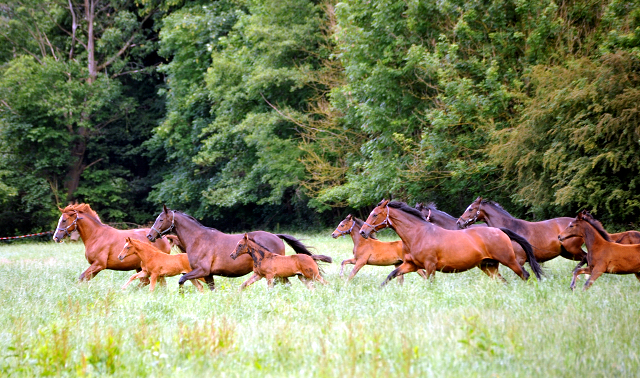 Stuten und Fohlen im Gestüt Hämelschenburg - Foto: Beate Langels -
Trakehner Gestüt Hämelschenburg