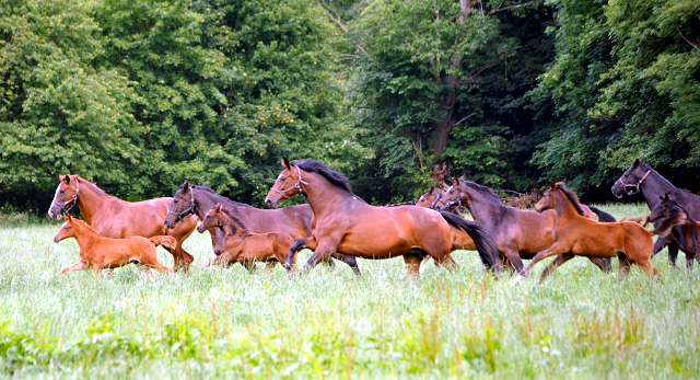 Stuten und Fohlen im Gestüt Hämelschenburg - Foto: Beate Langels -
Trakehner Gestüt Hämelschenburg