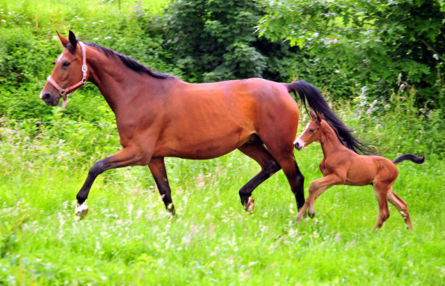 Schwalbe's Primetime v. Saint Cyr - 15. Juni 2019 - Foto: Beate Langels